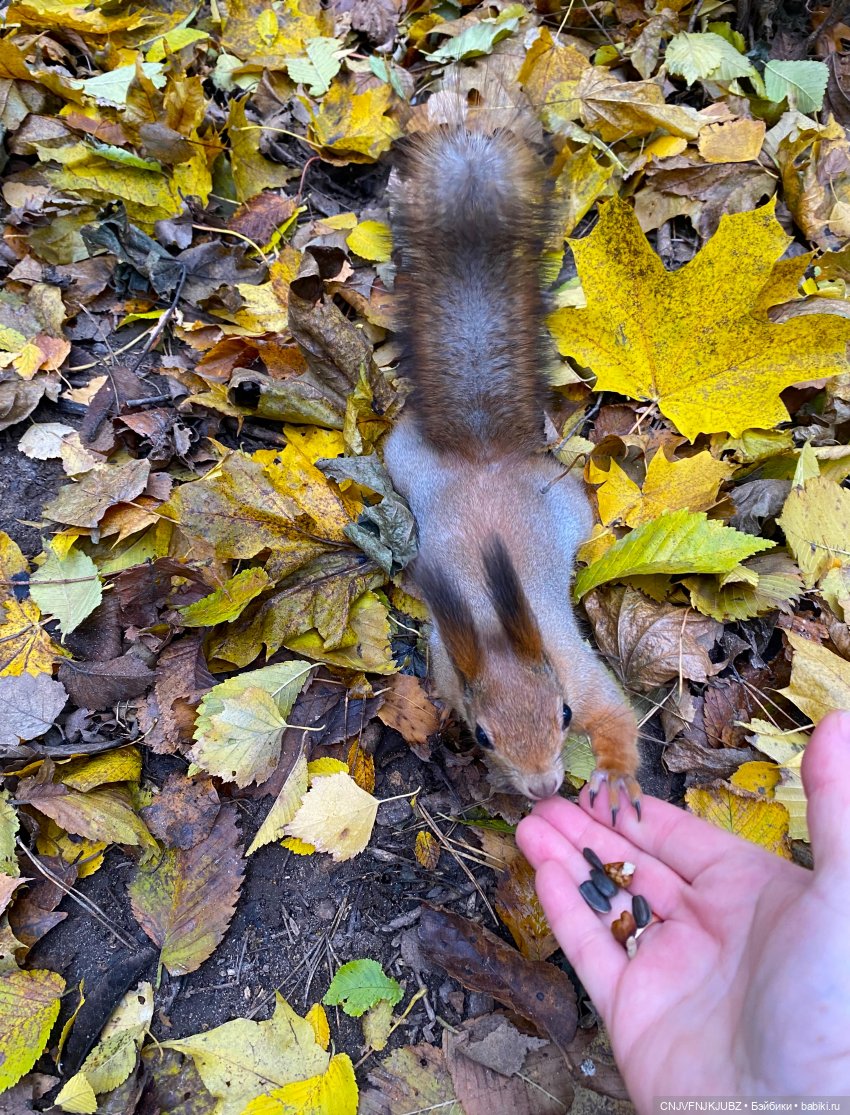 Пойдём по листьям пошуршим