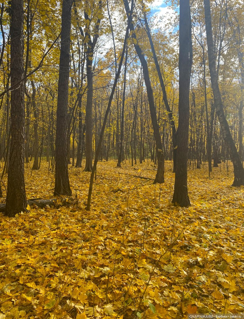 Пойдём по листьям пошуршим