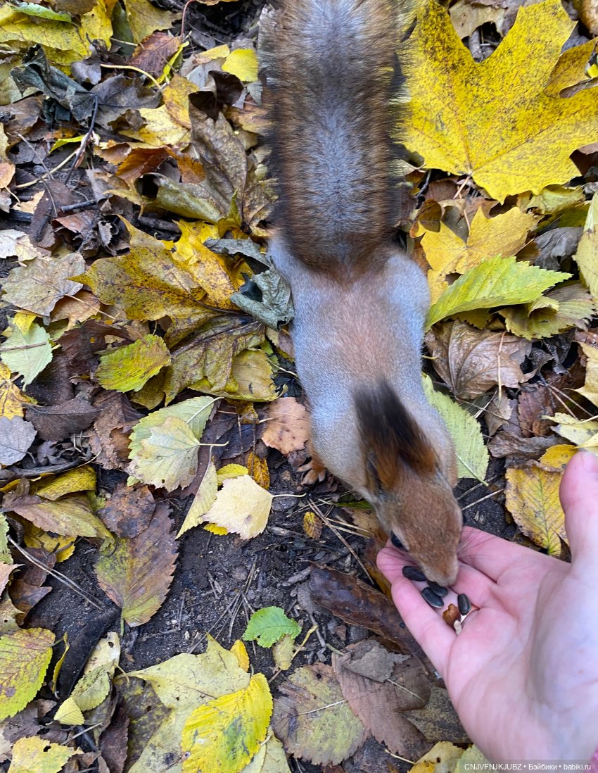 Пойдём по листьям пошуршим