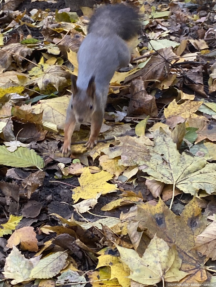 Пойдём по листьям пошуршим