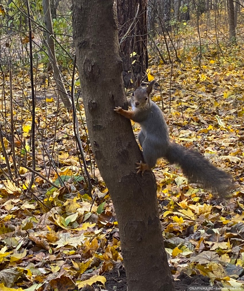 Пойдём по листьям пошуршим