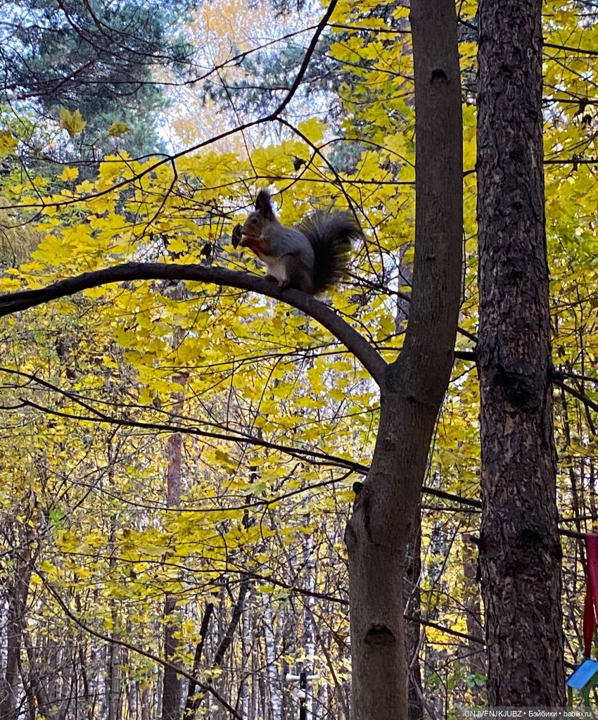 Пойдём по листьям пошуршим