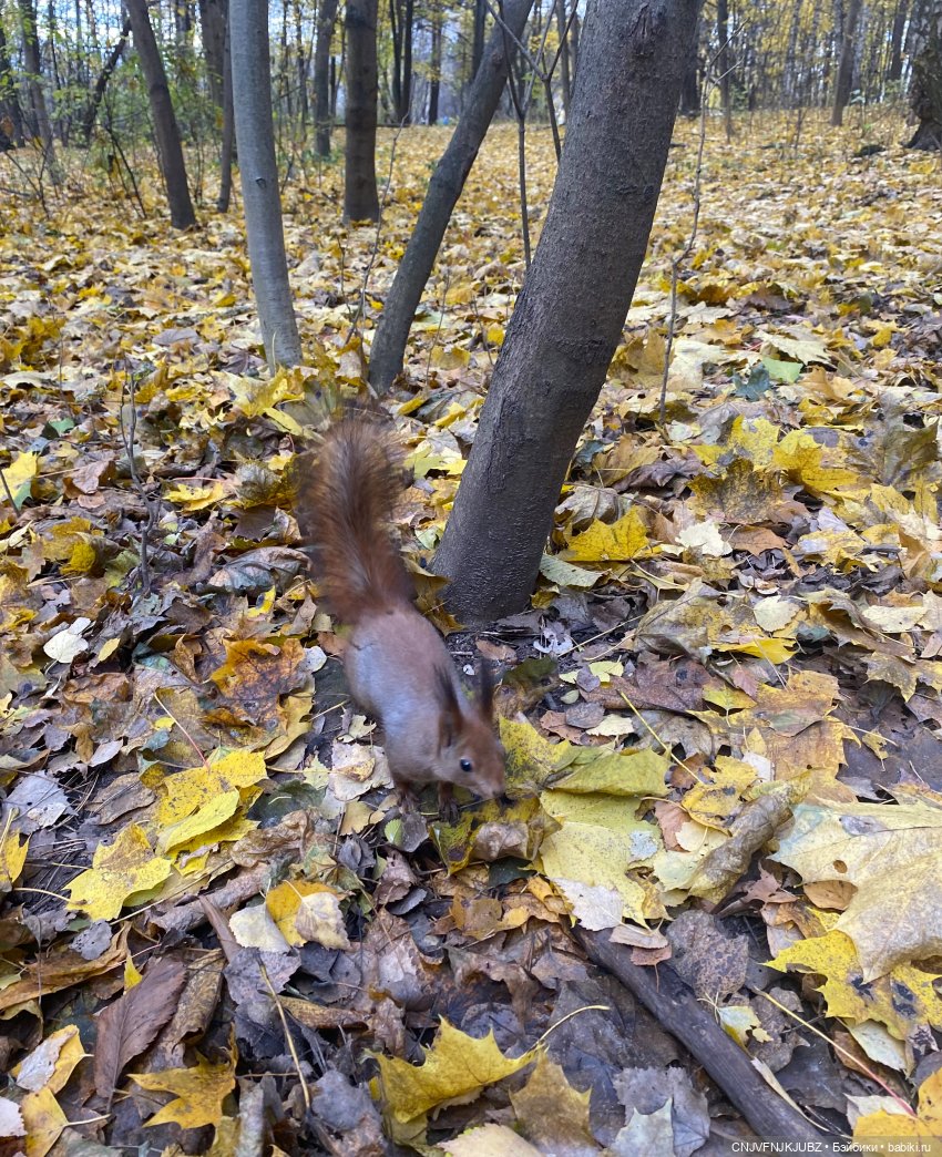 Пойдём по листьям пошуршим