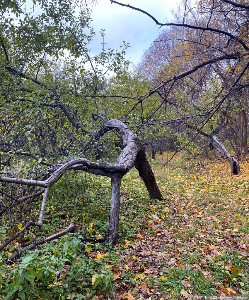 Пойдём по листьям пошуршим