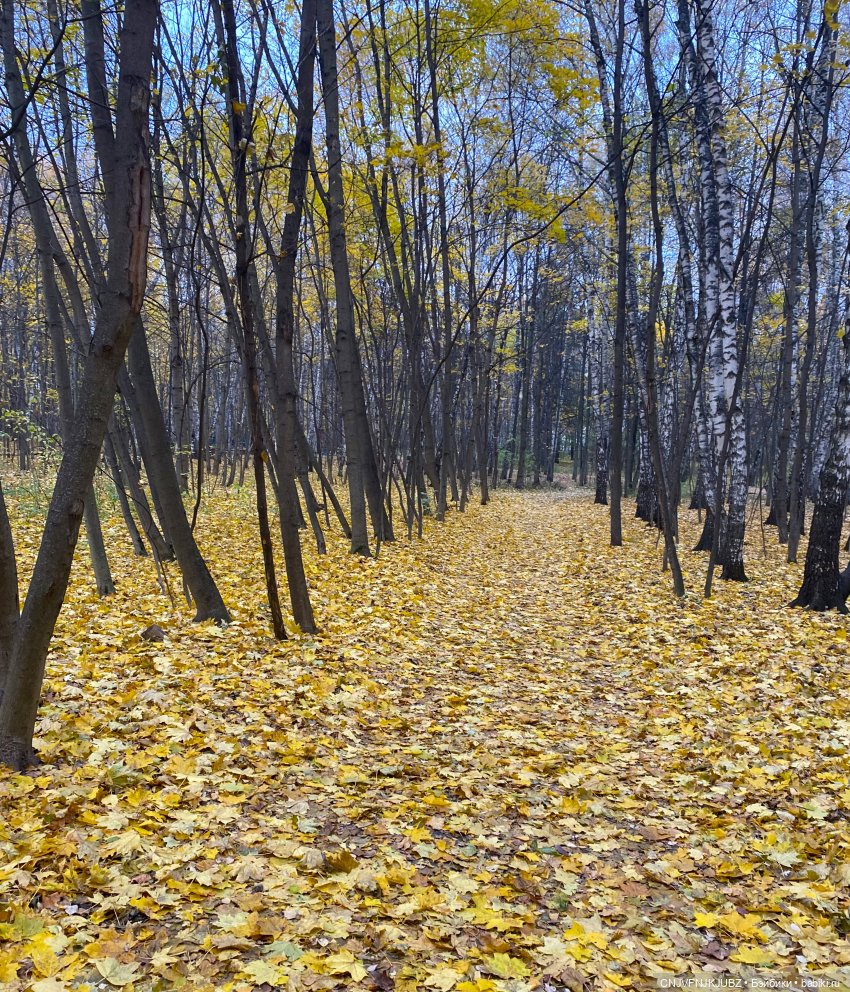 Пойдём по листьям пошуршим