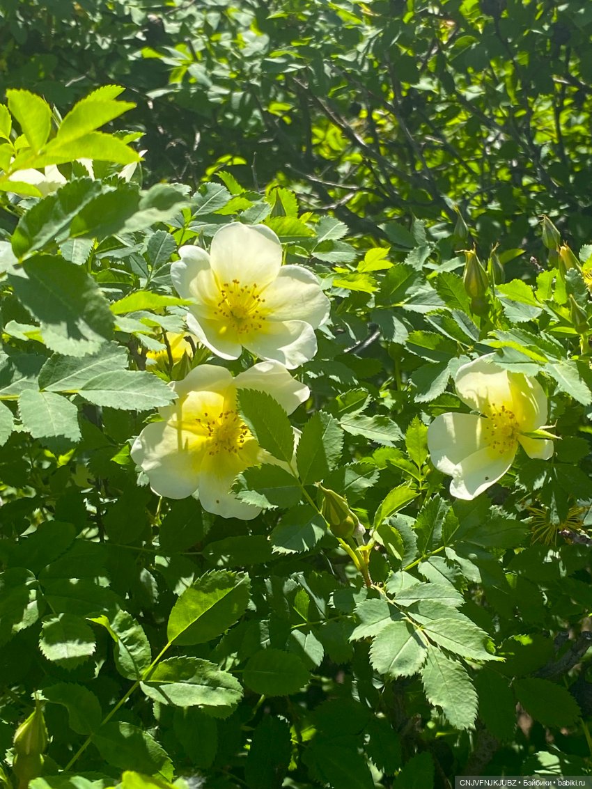 А мы на почту ходили — Домашние фото авторских игрушек: Тедди (фото 6)