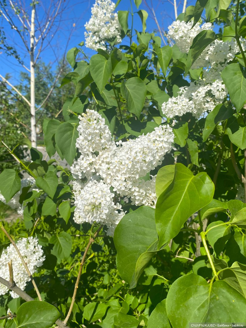 А мы на почту ходили — Домашние фото авторских игрушек: Тедди