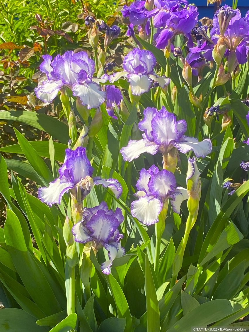 А мы на почту ходили — Домашние фото авторских игрушек: Тедди (фото 4)