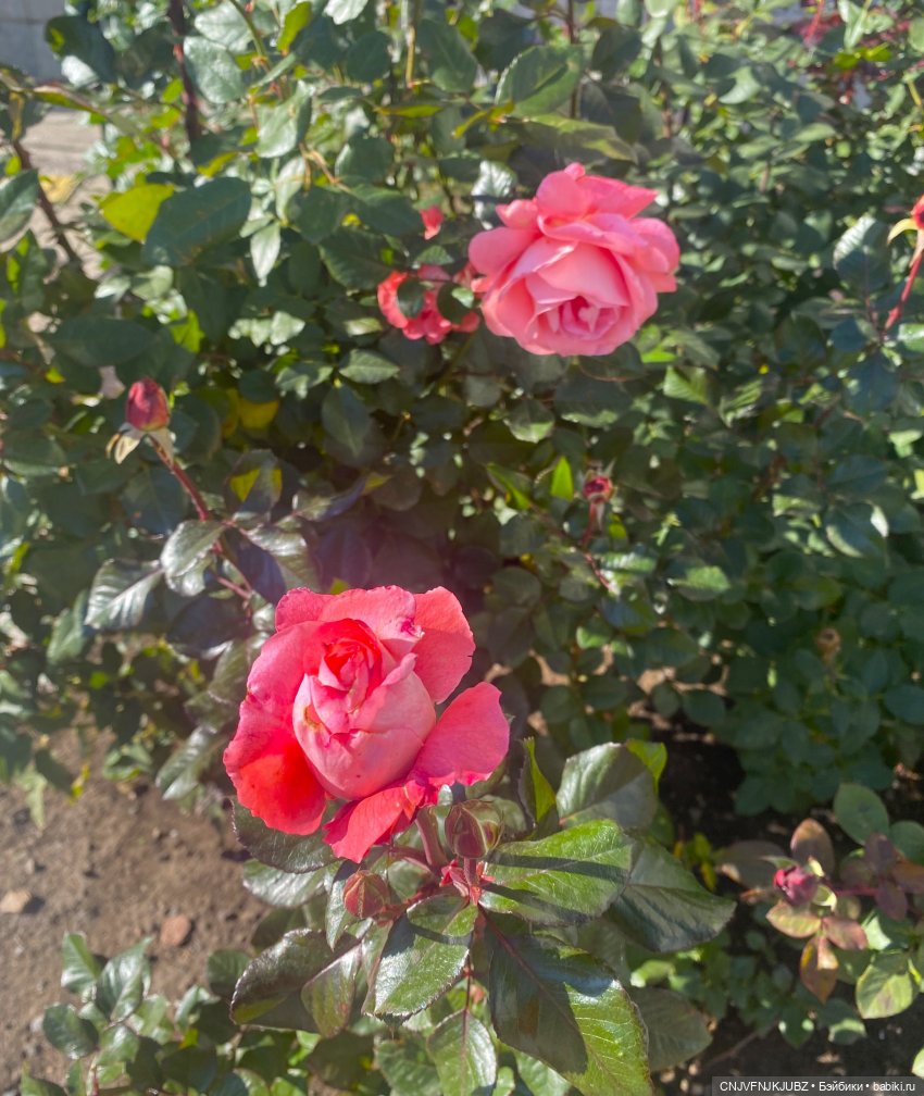 Прогулку с собакой-улыбакой