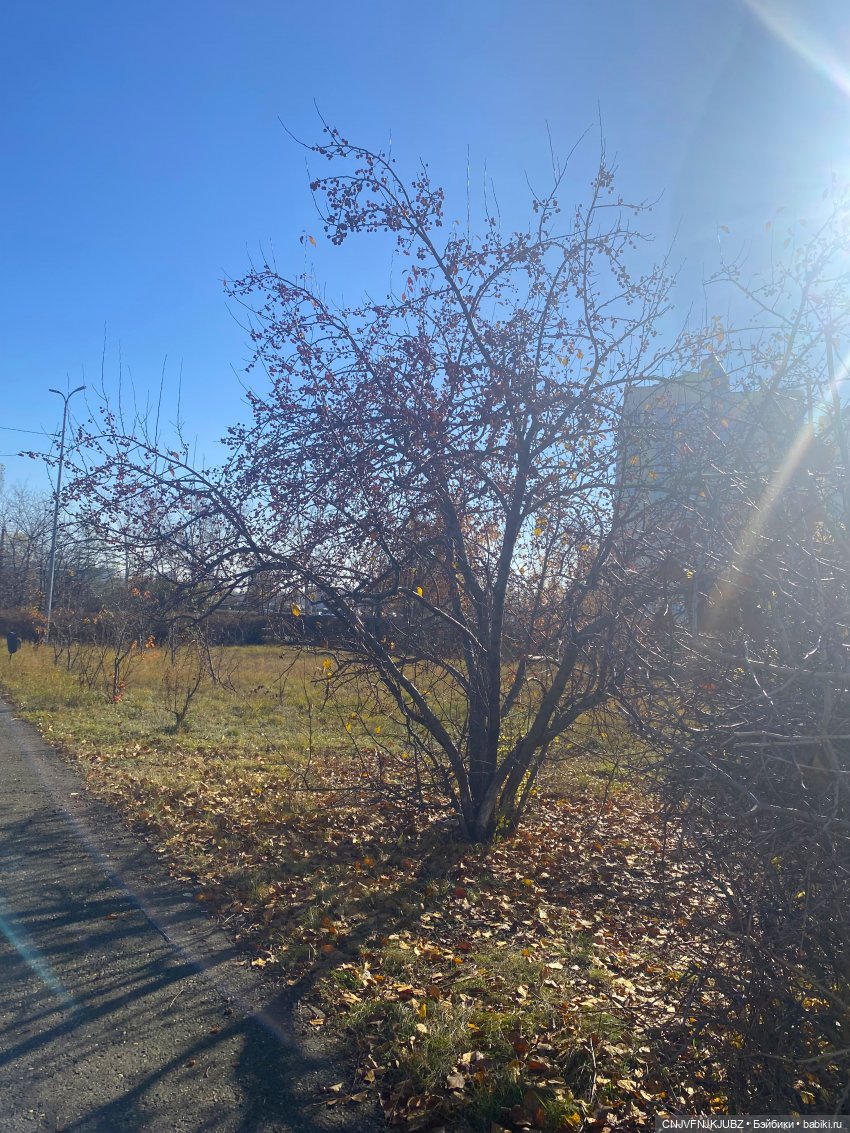 Прогулку с собакой-улыбакой