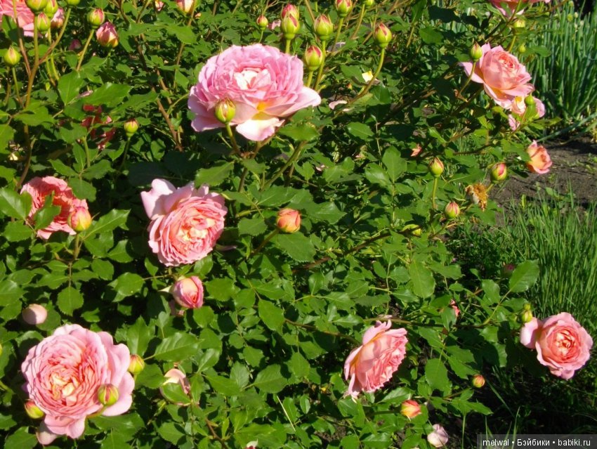 Куклы тоже любят сад. В ожидании солнца и тепла (фото 9)