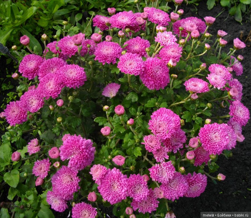 Авгрусть | Бэйбики Авгрусть — Болталка и разговоры обо всем: жизнь (фото 10)