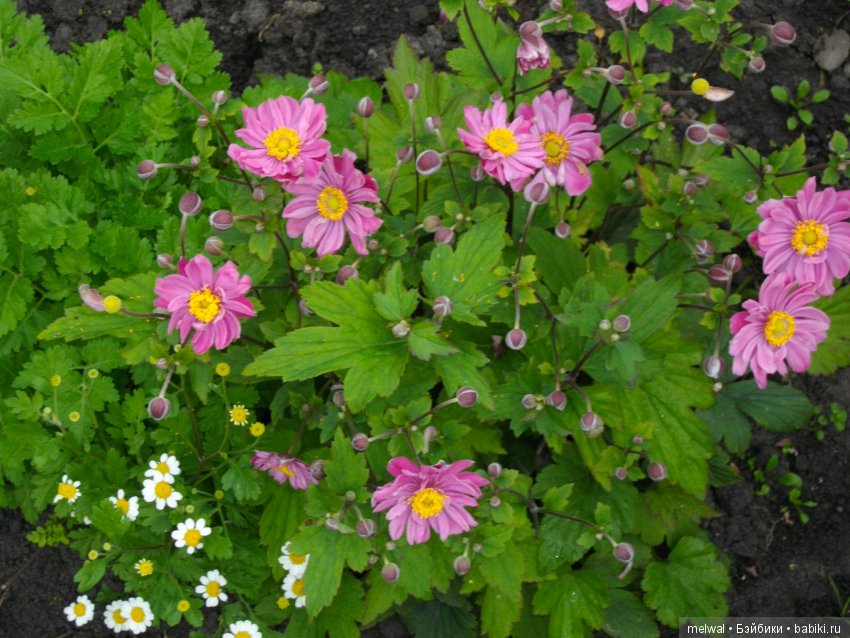 Авгрусть | Бэйбики Авгрусть — Болталка и разговоры обо всем: жизнь (фото 5)