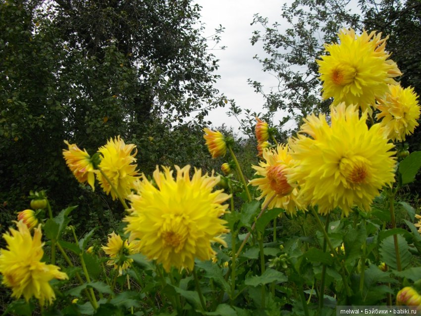 Авгрусть | Бэйбики Авгрусть — Болталка и разговоры обо всем: жизнь (фото 4)