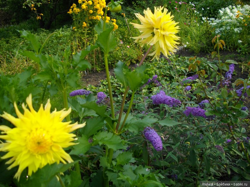 Авгрусть | Бэйбики Авгрусть — Болталка и разговоры обо всем: жизнь (фото 3)