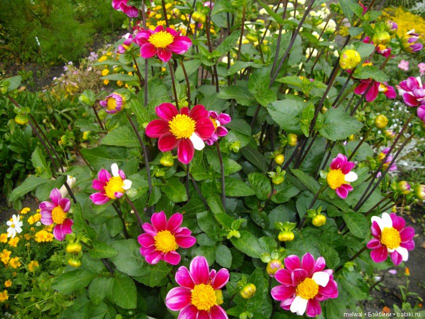 Авгрусть | Бэйбики Авгрусть — Болталка и разговоры обо всем: жизнь (фото 6)