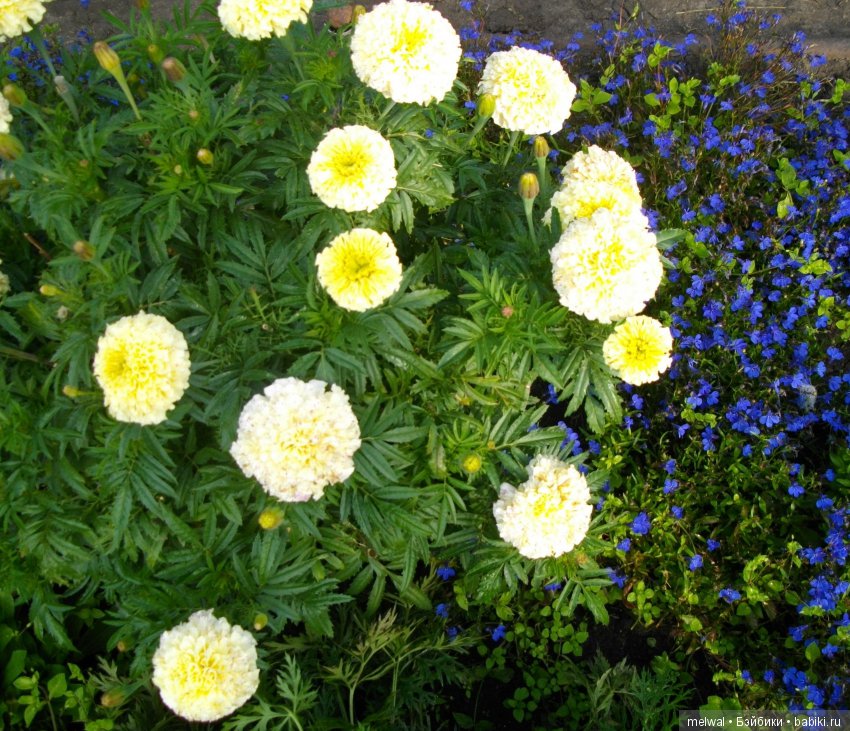 Авгрусть | Бэйбики Авгрусть — Болталка и разговоры обо всем: жизнь (фото 7)