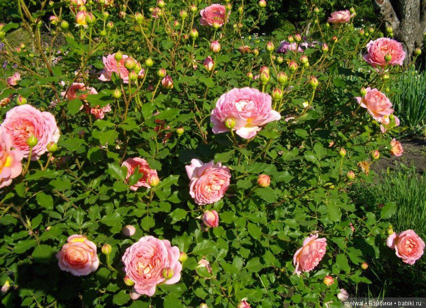 Авгрусть | Бэйбики Авгрусть — Болталка и разговоры обо всем: жизнь