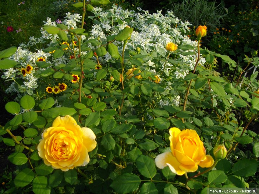 Авгрусть | Бэйбики Авгрусть — Болталка и разговоры обо всем: жизнь (фото 2)