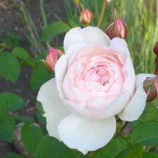 Ушла ещё одна легенда... Памяти Дианны Эффнер