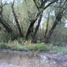 Помогите советом. Как снять голову с Вероники