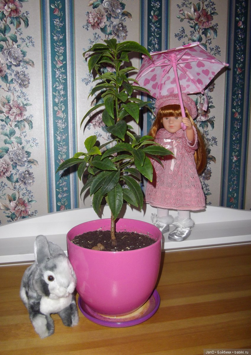 Куколки Käthe Kruse: Carlotte, Emma, Marie (фото 5)