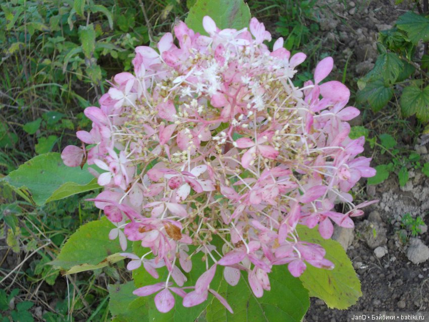 Куколка Zwergnase Junior: Karolina (фото 4)