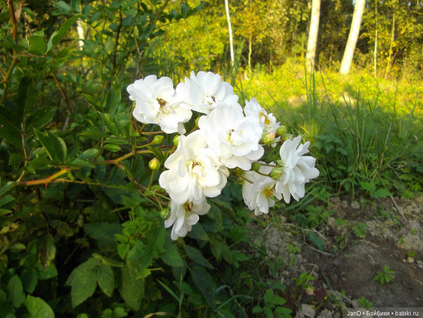 Куколка Zwergnase Junior: Karolina (фото 2)