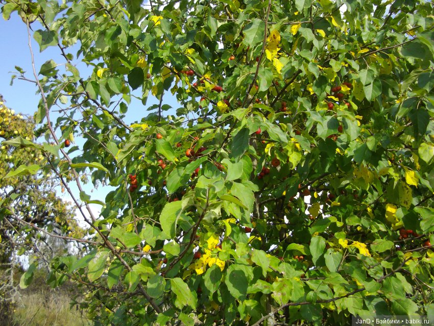 Куколка Zwergnase Junior: Violet