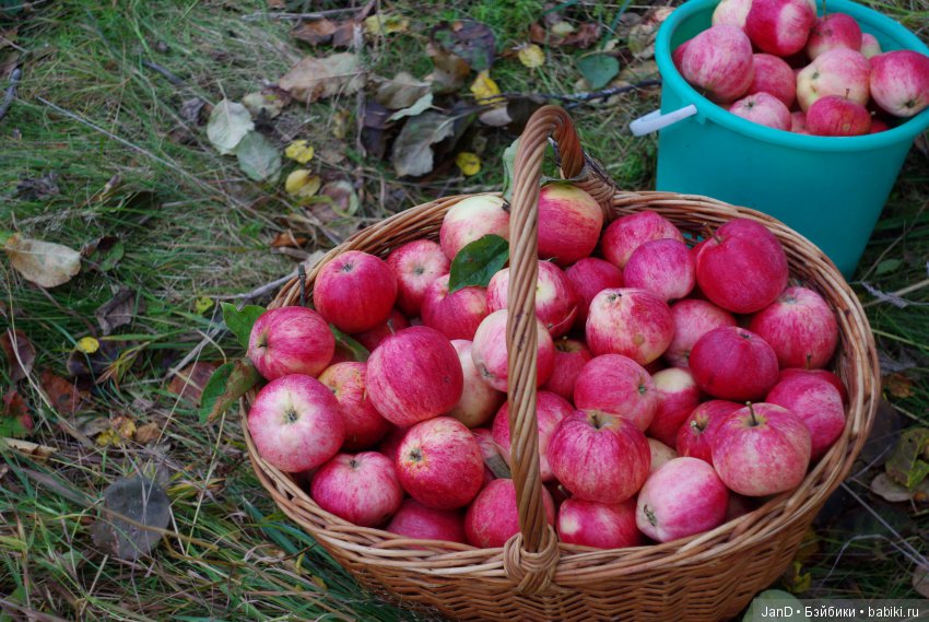 Красавица Zwergnase Abigale