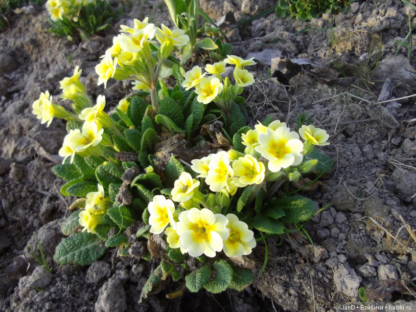 Sylvanian Families:весенняя прогулка сильванийцев