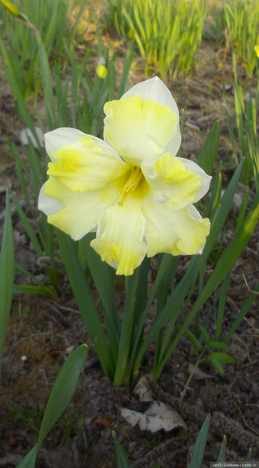 Sylvanian Families:весенняя прогулка сильванийцев