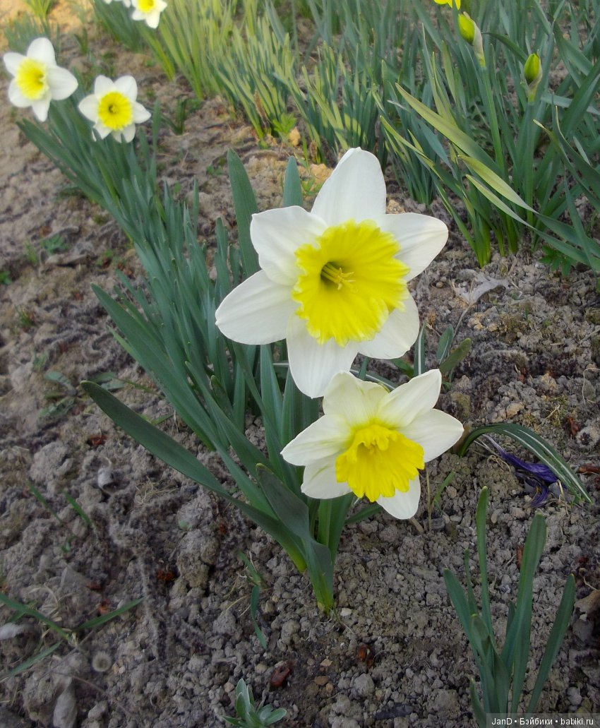 Sylvanian Families:весенняя прогулка сильванийцев