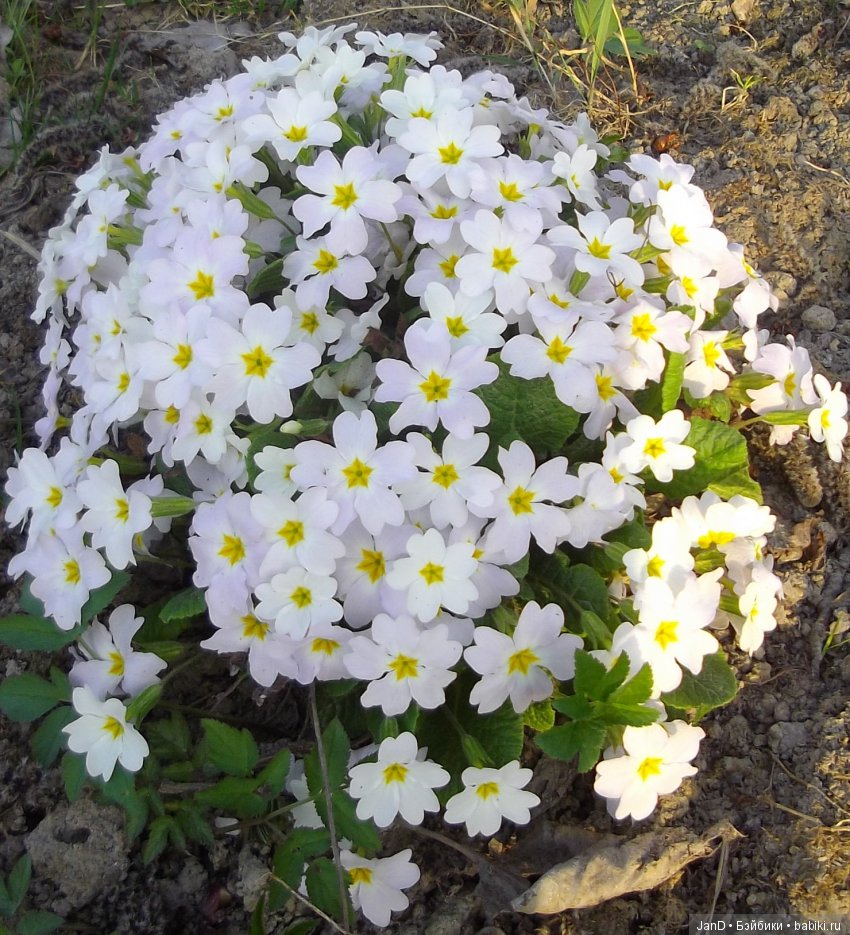 Sylvanian Families:весенняя прогулка сильванийцев