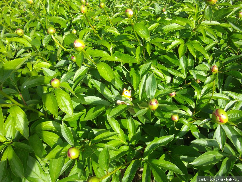 Sylvanian Families: прогулка сильвашек на природе