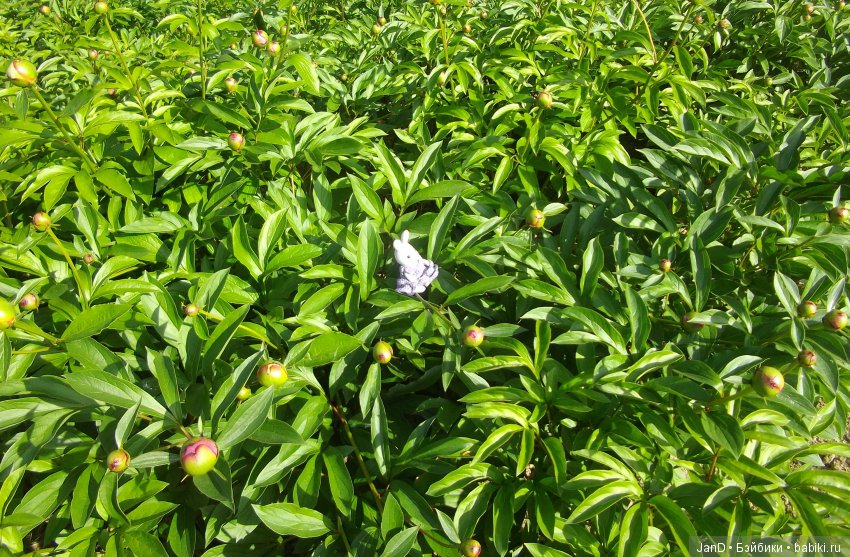 Sylvanian Families: прогулка сильвашек на природе