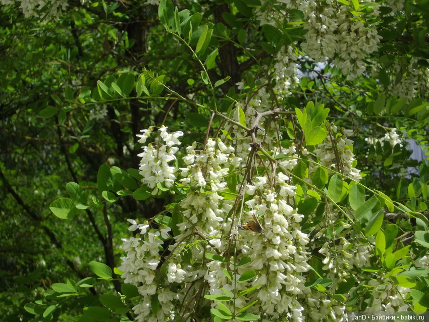 Sylvanian Families: прогулка сильвашек на природе