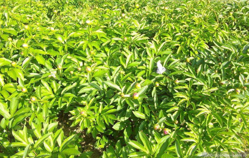 Sylvanian Families: прогулка сильвашек на природе