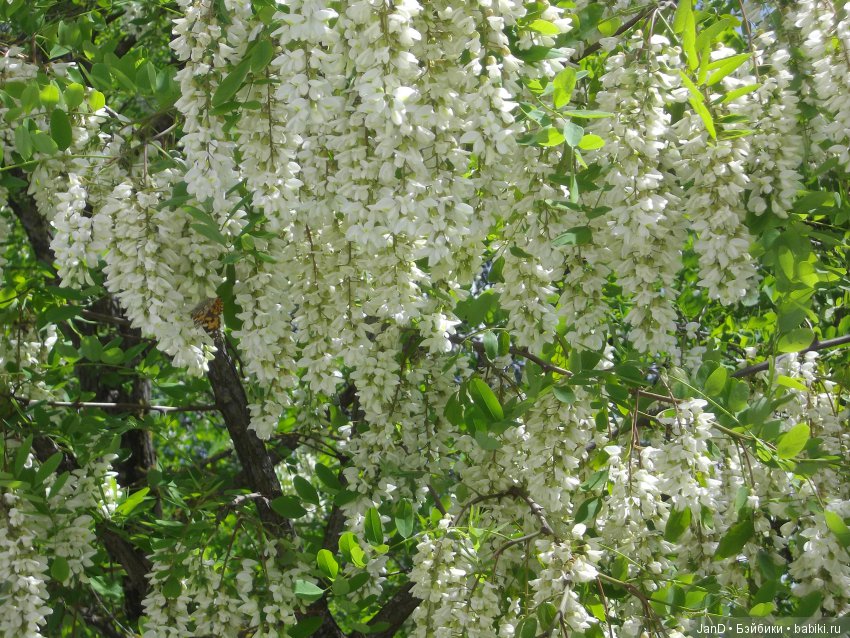 Sylvanian Families: прогулка сильвашек на природе