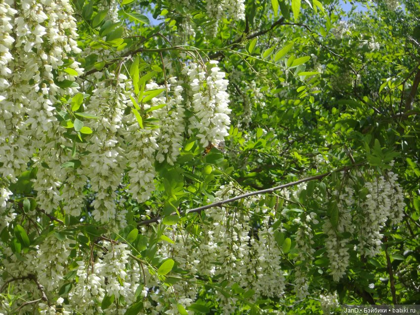 Sylvanian Families: прогулка сильвашек на природе