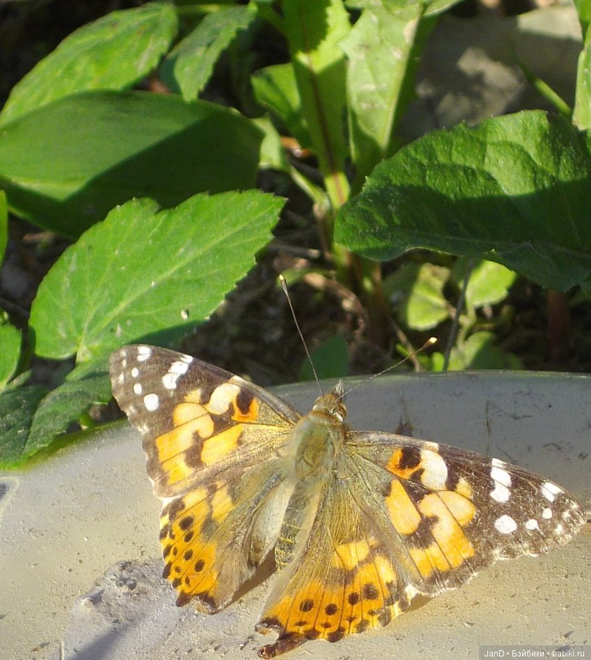 Sylvanian Families: прогулка сильвашек на природе