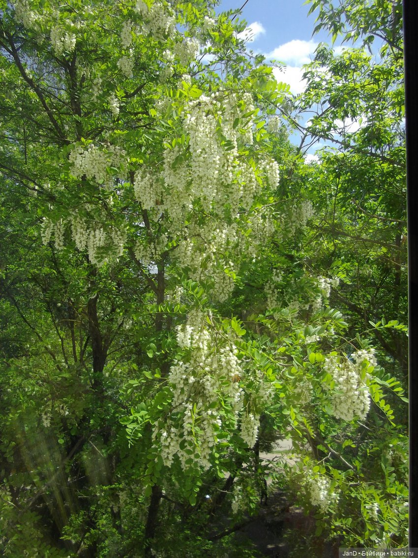 Sylvanian Families: прогулка сильвашек на природе