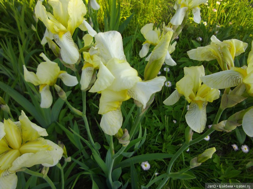 Kidz'N'Cats Люсия на даче