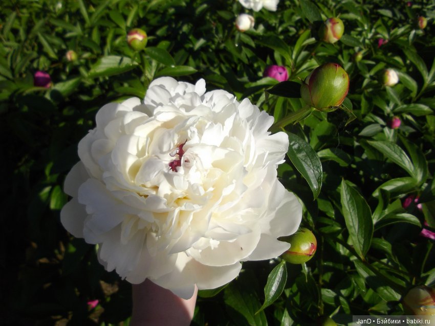 Kidz'N'Cats Люсия на даче