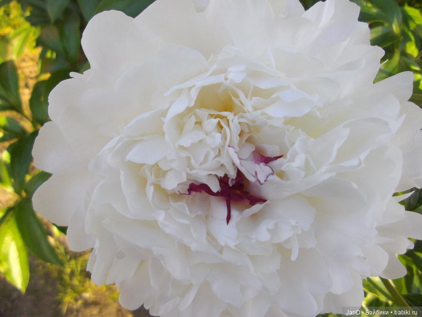 Kidz'N'Cats Люсия на даче