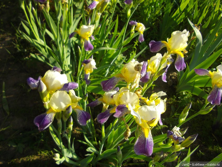 Kidz'N'Cats Люсия на даче