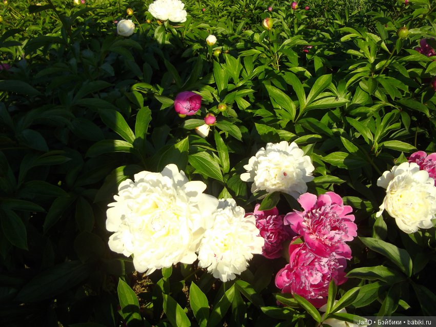 Kidz'N'Cats Люсия на даче