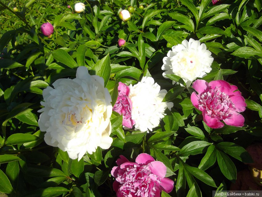 Kidz'N'Cats Люсия на даче