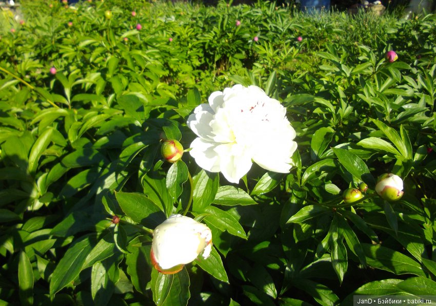 Kidz'N'Cats Люсия на даче