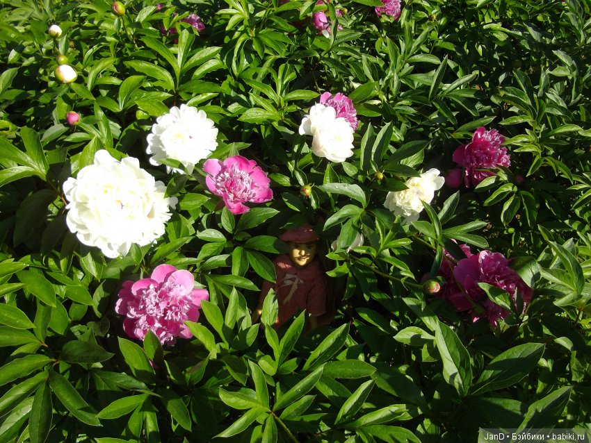 Kidz'N'Cats Люсия на даче (фото 8)